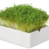 Anzuchtset Microgreens