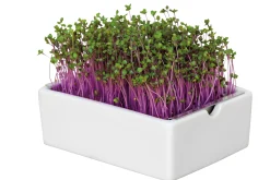 Anzuchtset Microgreens