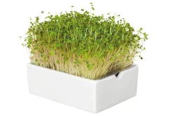 Anzuchtset Microgreens