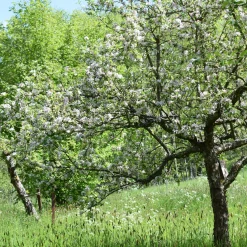 Apfel für Allergiker