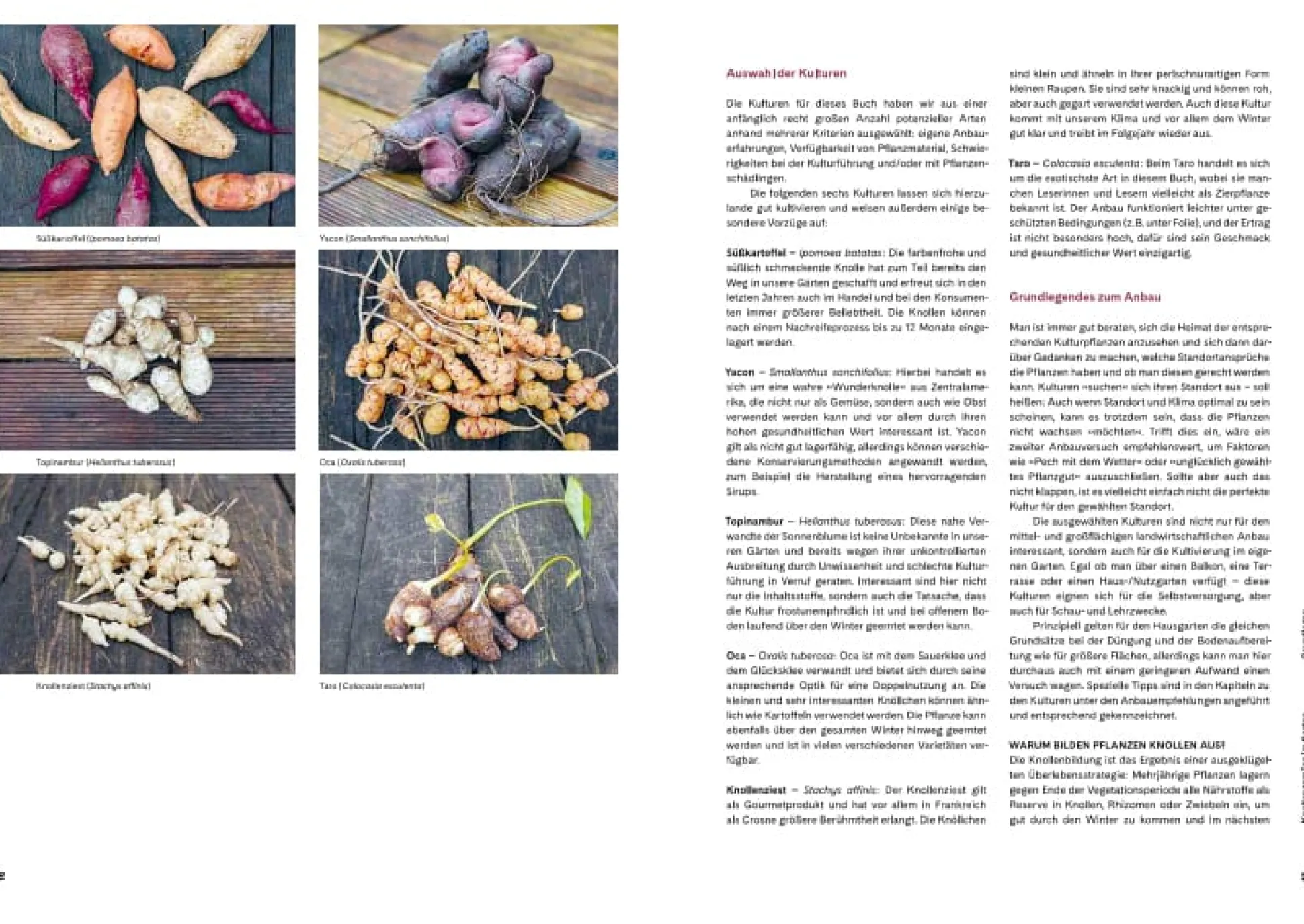 Ausgegraben - Süßkartoffel, Yacon & Co.