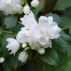 Bauernjasmin 'Schneesturm'