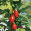 Beerenstrauch Gojibeere 'Sweet Lifeberry®'