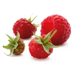 Beerenstrauch Himbeere 'Korbfüller'