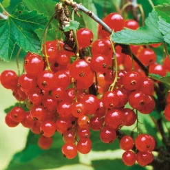 Beerenstrauch Rote Johannisbeere 'Roter See'