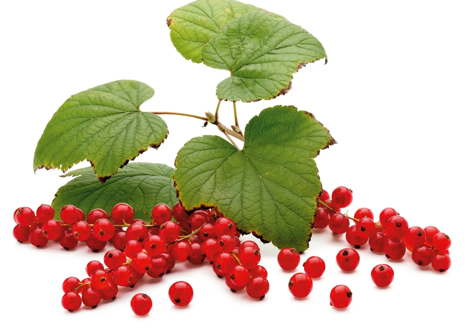Beerenstrauch Rote Johannisbeere 'Roter See'