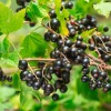 Beerenstrauch Schwarze Johannisbeere 'Noir de Bourgogne'