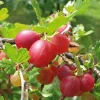 Beerenstrauch Stachelbeere 'Captivator'