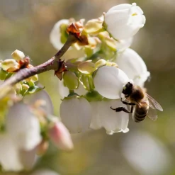 Beerensträucher Heidelbeere lange Erntezeit