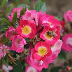 Bienenrose 'Bee Lovely'