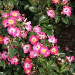 Bienenrose 'Bee Lovely'