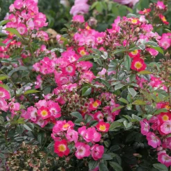 Bienenrose 'Bee Lovely'