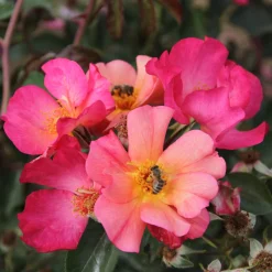 Bienenrose ’Pretty Sunrise‘®