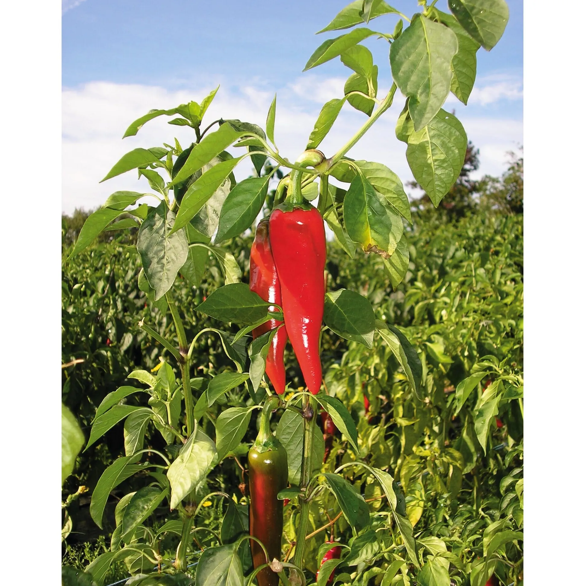 Bio-Piment d’Espelette