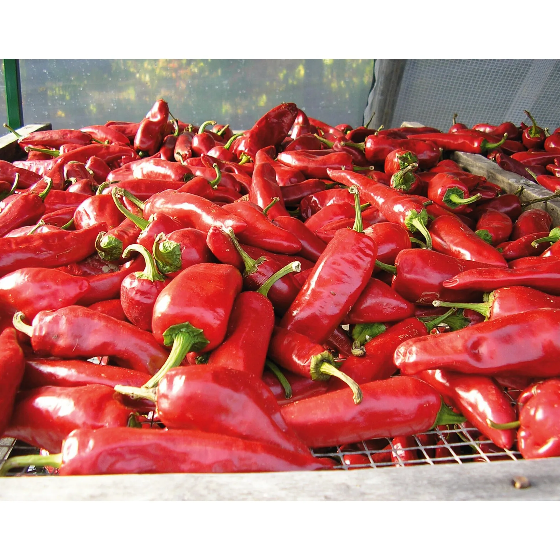 Bio-Piment d’Espelette