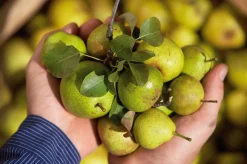 Birnenschaumwein Bratbirne
