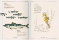 Blauwal, Seestern, Oktopus