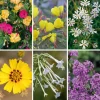 Blumensamen Abend- und Nachtdufter