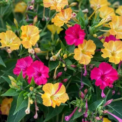 Blumensamen Abend- und Nachtdufter
