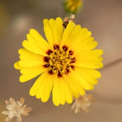 Blumensamen Abend- und Nachtdufter