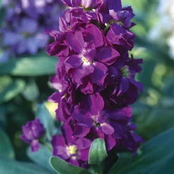 Blumensamen Ausgewählte Levkojen