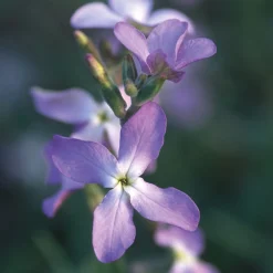 Blumensamen Ausgewählte Levkojen