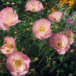 Blumensamen Besondere Mohngewächse