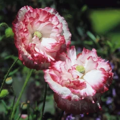 Blumensamen Besondere Mohngewächse