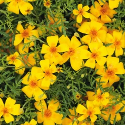 Blumensamen Duftende Blumen
