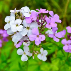 Blumensamen Duftende Blumen