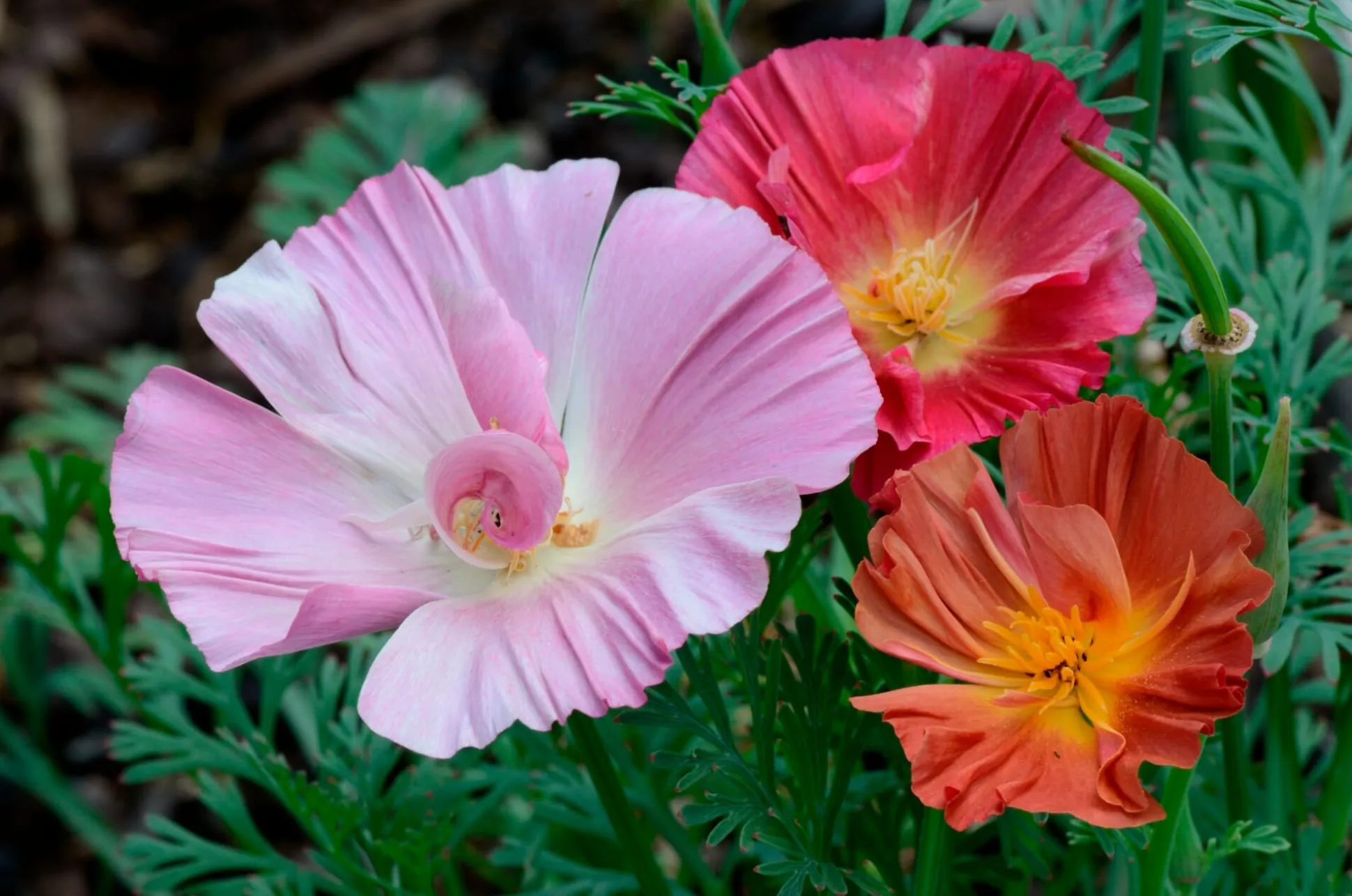 Blumensamen für trockene heiße Plätze