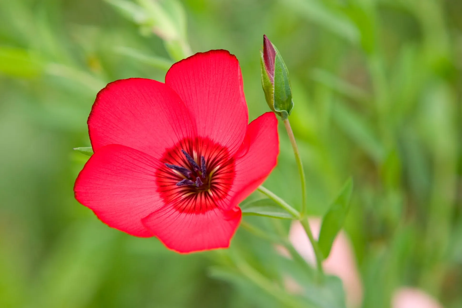 Blumensamen für trockene heiße Plätze