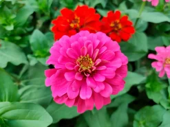 Blumensamen für trockene heiße Plätze