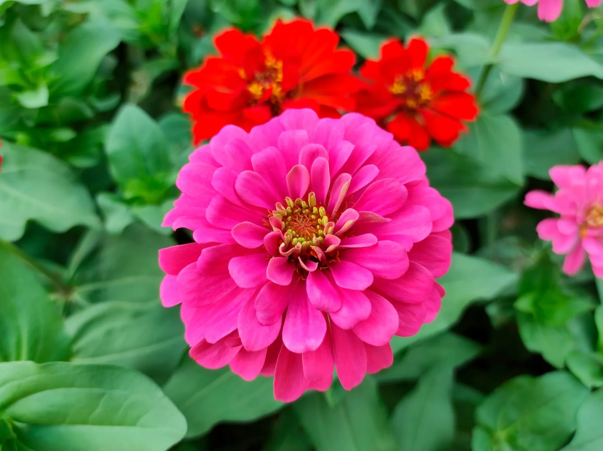 Blumensamen für trockene heiße Plätze