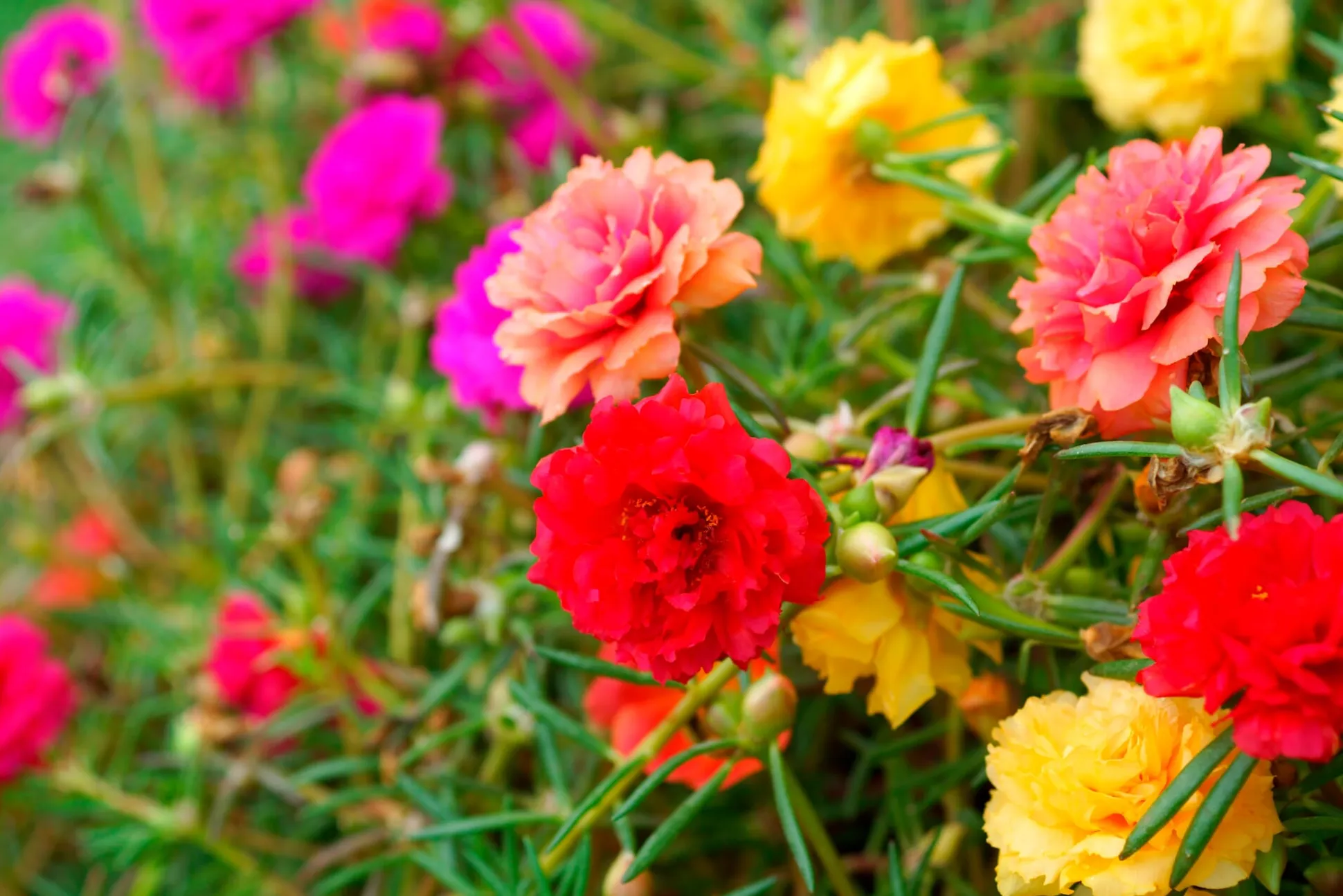 Blumensamen für trockene heiße Plätze