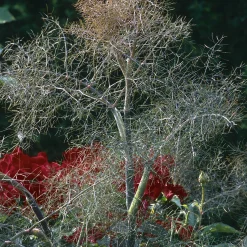 Blumensamen Heilpflanzen für die Hausapotheke