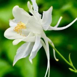 Blumensamen Historische Akeleien
