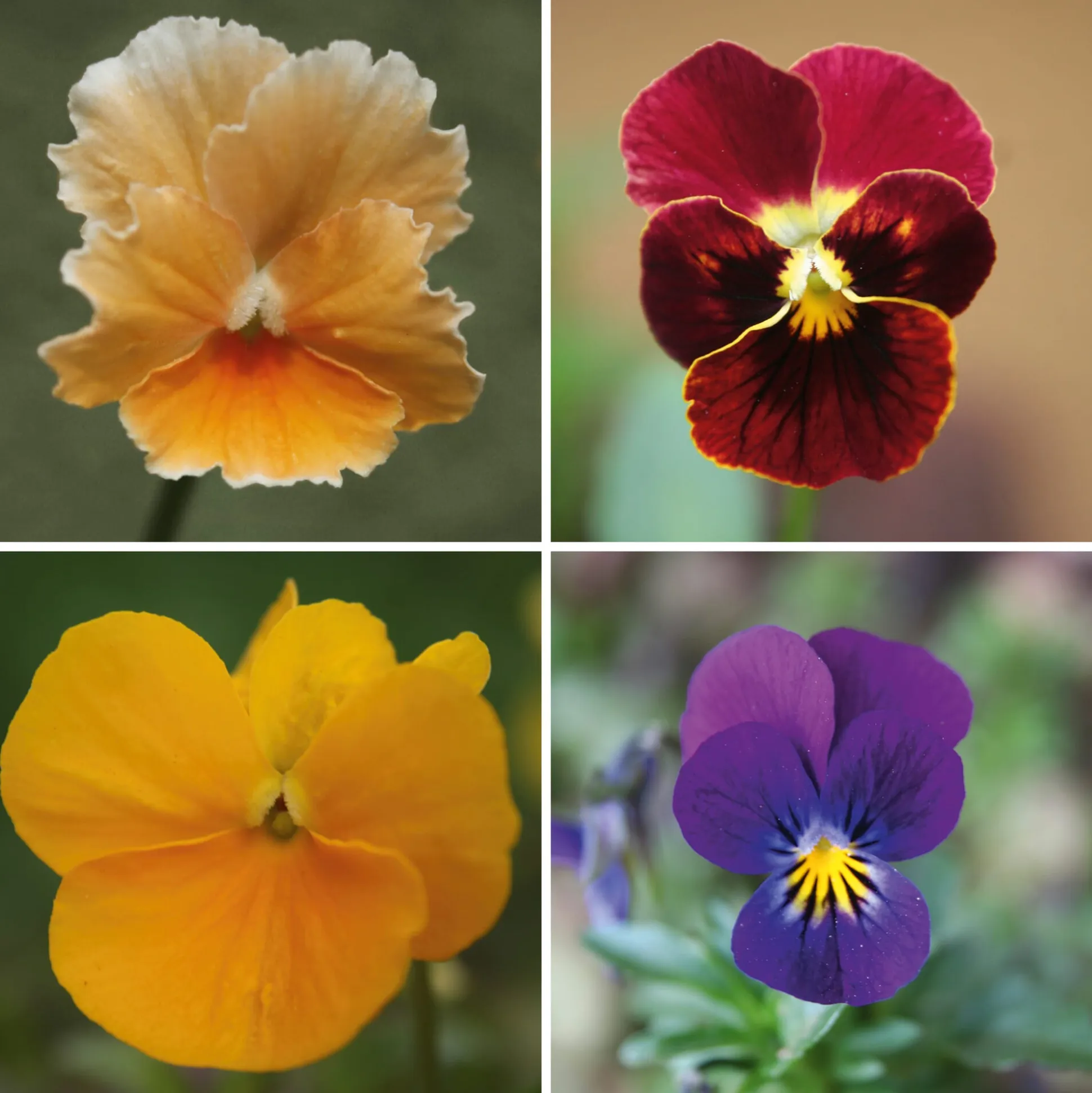Blumensamen Historische Hornveilchen