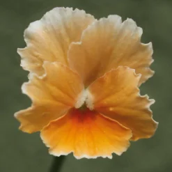 Blumensamen Historische Hornveilchen