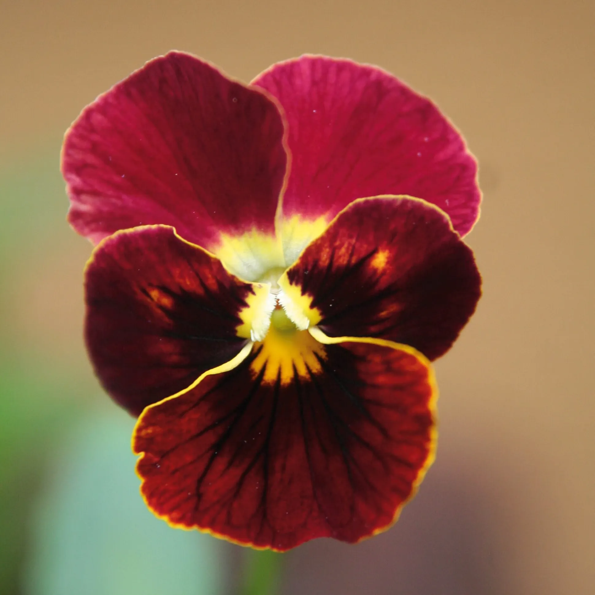 Blumensamen Historische Hornveilchen