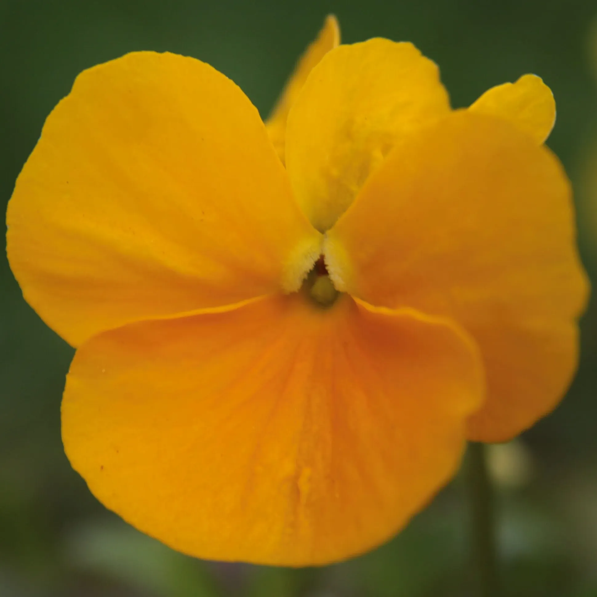 Blumensamen Historische Hornveilchen