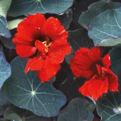 Blumensamen Historische Kapuzinerkresse
