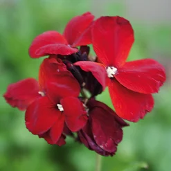 Blumensamen Historischer Goldlack