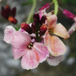 Blumensamen Historischer Goldlack