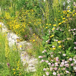 Blumensamenmischung für Bienen und Schmetterlinge im Siedlungsbereich