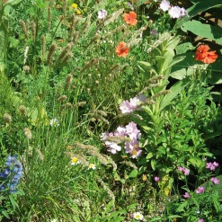 Blumensamen Saatgutmischung Nutzinsektenweide