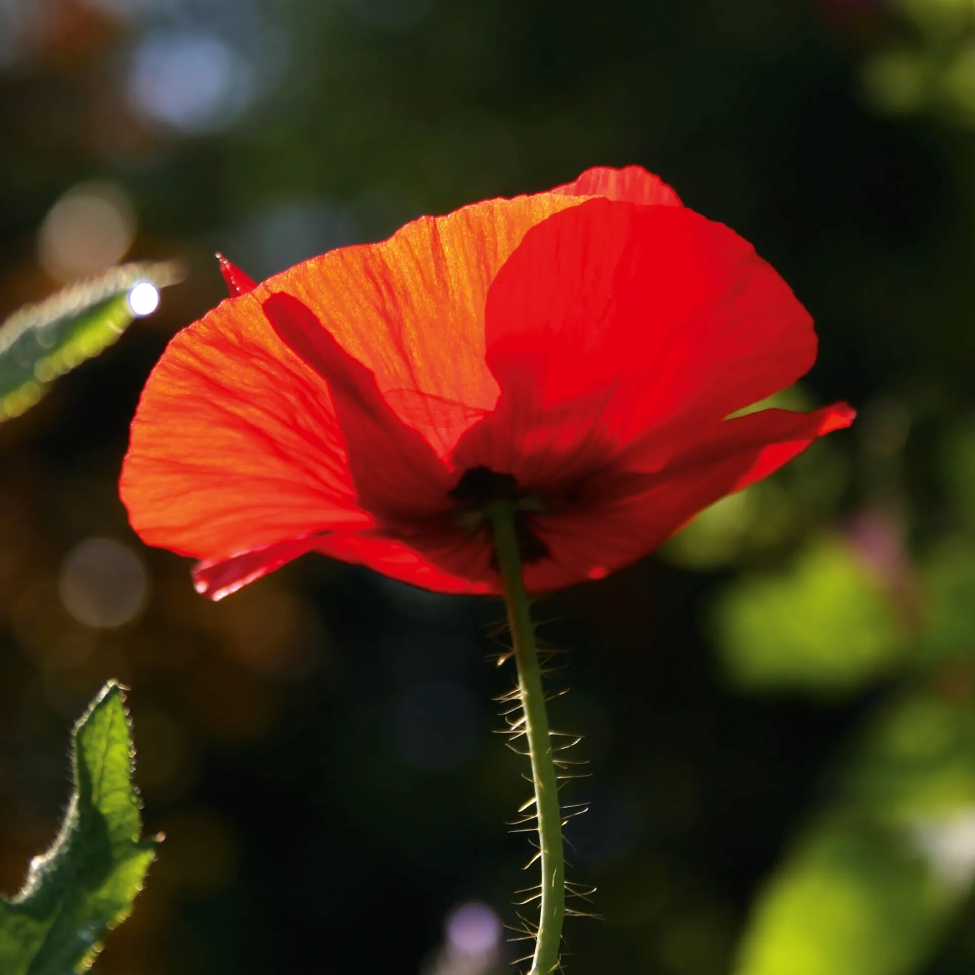 Blumensamen Samenkugeln