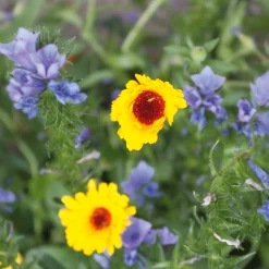 Blumensamen Samenkugeln
