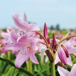 Blumenzwiebeln Hakenlilie