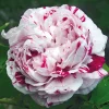 Bourbonrose 'Variegata di Bologna'